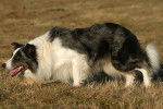 Un Border Collie semblant chasser