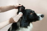 Un Border Collie se faisant nettoyer les oreilles