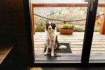 Un Border Collie assis devant l'entr&eacute;e d'une maison