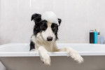 Un Border Collie dans une baignoire