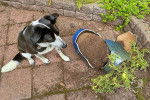 Un Border Collie ayant renvers&eacute; un pot de fleurs