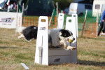 Un Border Collie lors d'une de comp&eacute;tition de flyball