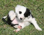 B&eacute;b&eacute; Gao - Border Collie M&acirc;le (2 mois)