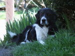 Roby - Border Collie M&acirc;le (14 ans)