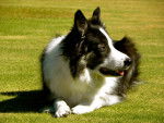 Allie - Border Collie M&acirc;le (6 ans)