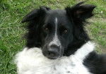 Rocco - Border Collie M&acirc;le (8 ans)