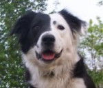 Rook - Border Collie (3 ans)