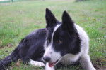 Galaxie - Border Collie (10 mois)