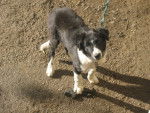 Gipsy - Border Collie M&acirc;le