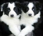 Carrie et Pipo (b&eacute;b&eacute;s) - Border Collie (7 mois)