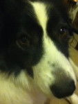 Tess - Border Collie (3 ans)