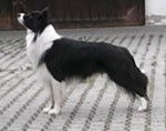 Dobby - Border Collie M&acirc;le (2 ans)