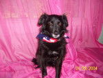 star - Border Collie (6 mois)