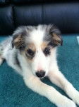 Holly - Border Collie (9 mois)