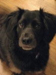 Orbit - Border Collie M&acirc;le (8 ans)