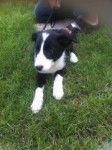 Gipsy - Border Collie (10 mois)
