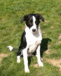 Buster - Border Collie M&acirc;le (6 mois)