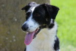 Grace - Border Collie (1 an)