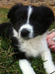 Zoey - Border Collie (3 mois)