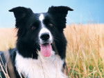 Farm Border Collie - Border Collie