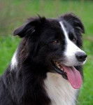 nana - Border Collie (1 an)