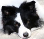 Dipsy - Border Collie M&acirc;le (2 ans)