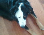 Shiva - Border Collie (1 an)
