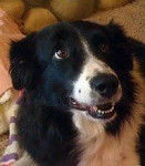 Jazzie - Border Collie (8 ans)