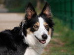 Dooby - Border Collie M&acirc;le (1 an)