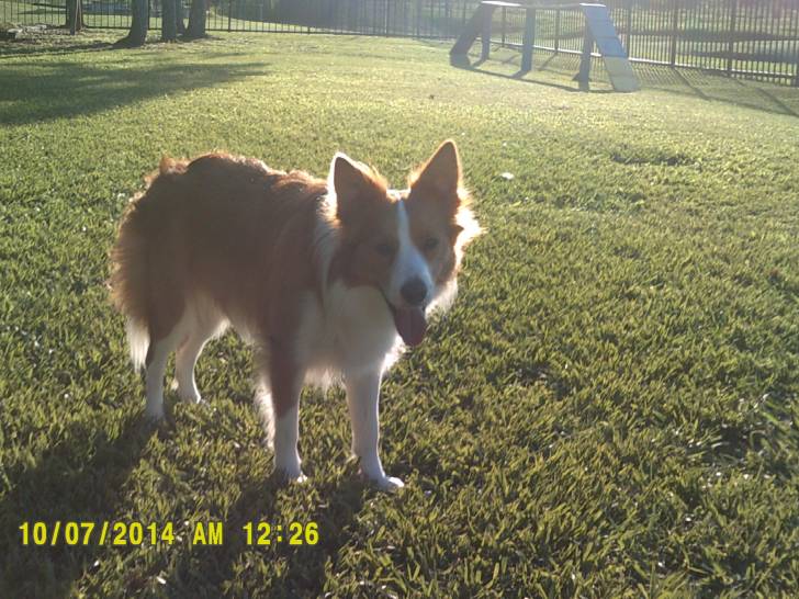 Tiki - Border Collie (1 an)