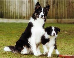 tuti - Border Collie (4 ans)