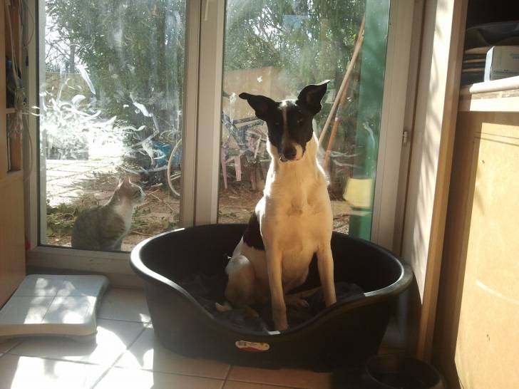 Gypsie - Border Collie (1 an)