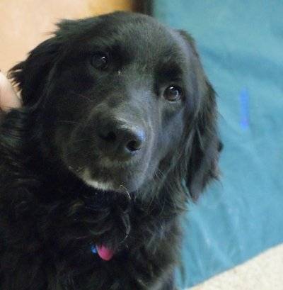lady - Border Collie (4 ans)