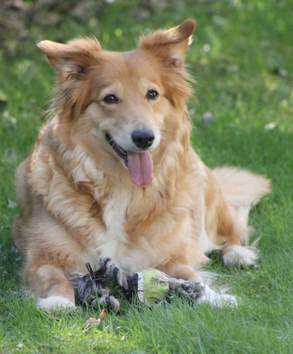 Lilly - Border Collie (8 ans)