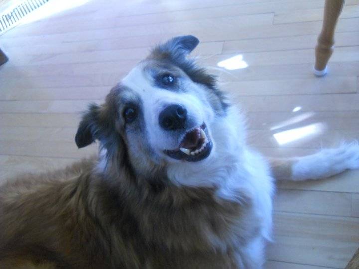 Polka - Border Collie (4 ans)