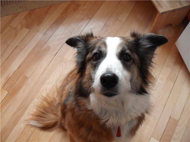 Polka - Border Collie (4 ans)