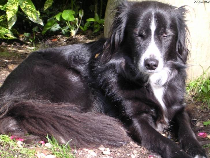 nina - Border Collie (1 an)