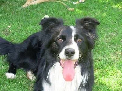 macam - Border Collie Mâle (1 an)