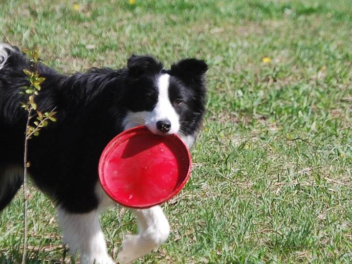 Shoreland's Blaze In My Heart - Border Collie Mâle (3 ans)