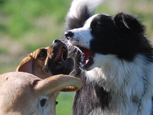 Shoreland's Blaze In My Heart - Border Collie Mâle (3 ans)