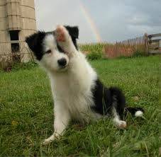 sophie - Border Collie (10 mois)