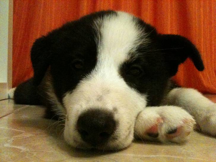 Leo, de pequeño - Border Collie Mâle (2 mois)
