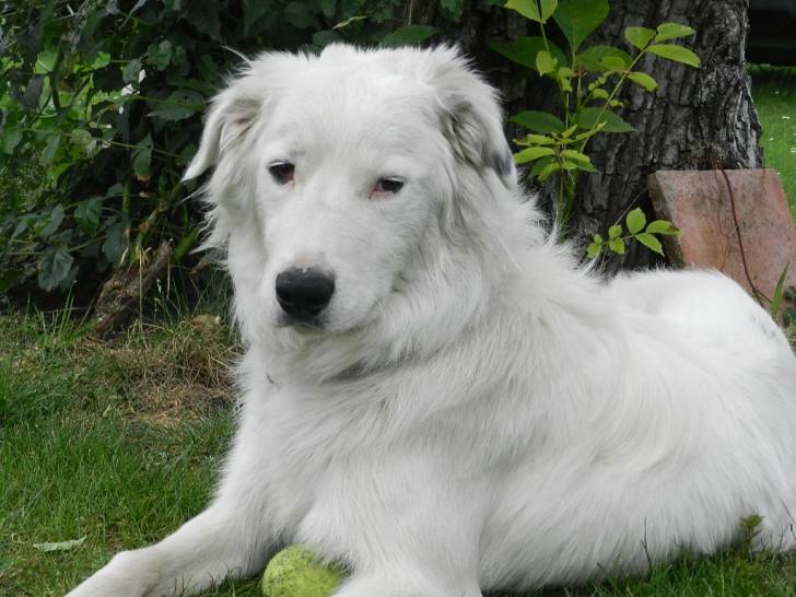 Gaby - Border Collie Mâle (11 mois)