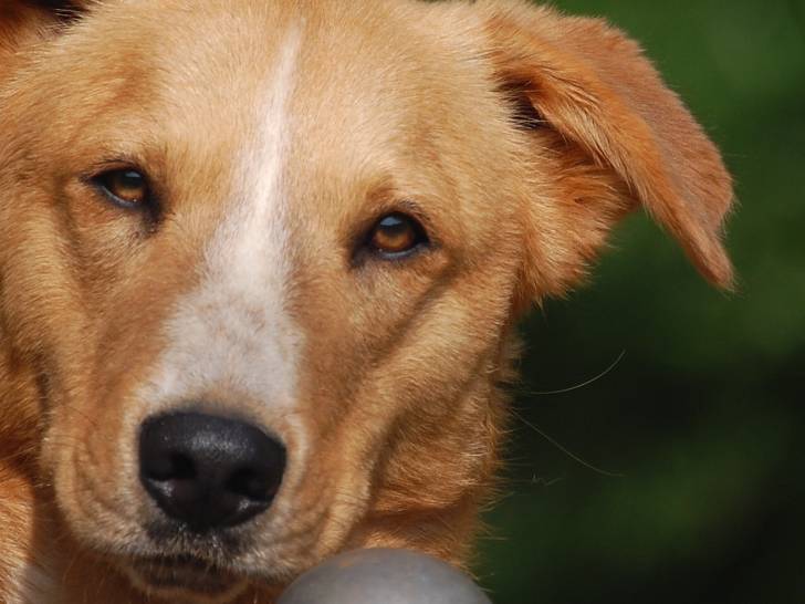 Riley - Border Collie Mâle (2 ans)