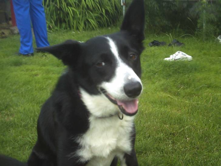 Susie - Border Collie (3 ans)