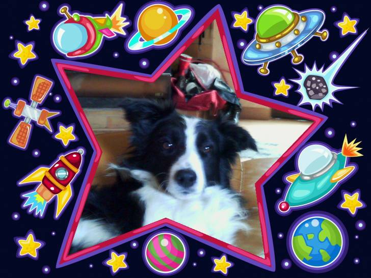 cooky - Border Collie Mâle (4 ans)