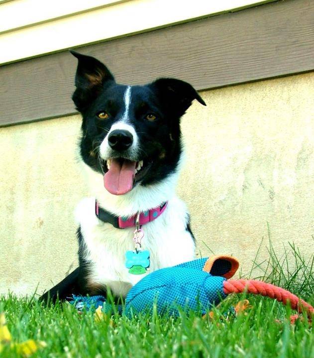 Bella - Border Collie (3 ans)