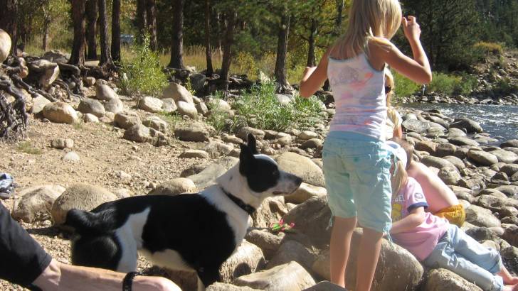 Cam - Border Collie Mâle (5 ans)