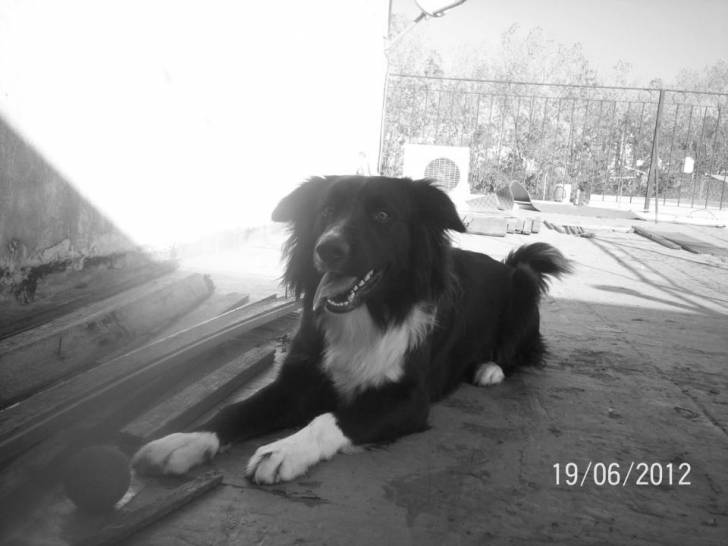 Kenta - Border Collie Mâle (1 an)