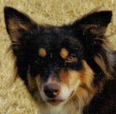 Sam - Border Collie Mâle (5 mois)